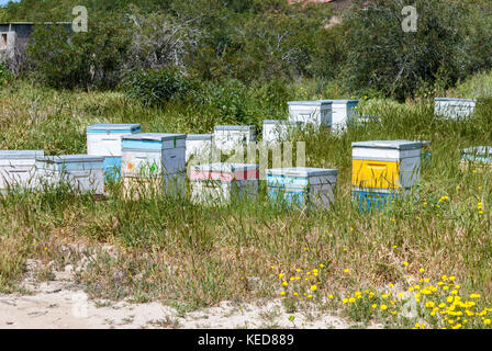 Beekeeping apiary surrounded by green grass Stock Photo