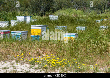 Beekeeping apiary surrounded by green grass Stock Photo