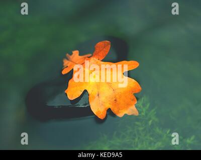 Fall oak leaf. Caught rotten old oak leaf on stone in blurred water of mountain river. Autumn symbol, life circle. Stock Photo
