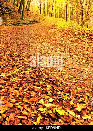 Fall season. Sun shining through the trees on a path in a golden forest landscape setting during the autumn season. Stock Photo
