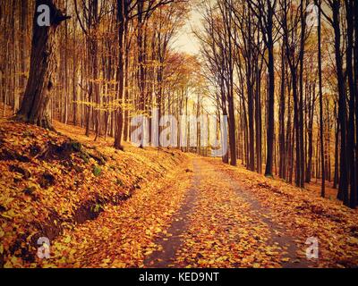 Fall season. Sun shining through the trees on a path in a golden forest landscape setting during the autumn season. Stock Photo