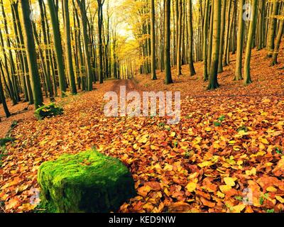 Fall season. Sun shining through the trees on a path in a golden forest landscape setting during the autumn season. Stock Photo