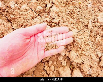 Dry pieces of cracked clay on male palm. Dry cracked clay in field. Dusty farmer palm Stock Photo