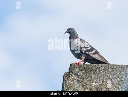 A shot of a feral pigeon sitting on the edge of a roof. Stock Photo