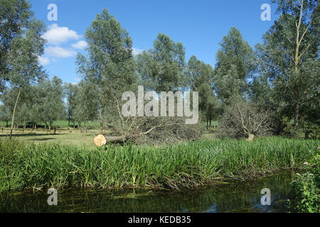 Whetmead Nature Reserve, Witham, Essex, UK Stock Photo