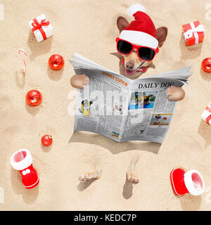 chihuahua dog  buried in the sand at the beach on  vacation christmas holidays ,  in hot summer wearing red sunglasses, reading a newspaper or magazin Stock Photo