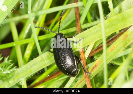 Leaf beetle (Galeruca tanaceti), Surrey, UK Stock Photo