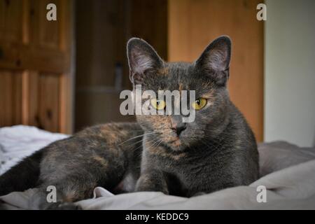 Closeup of cat laying on covers, dark grey with small ginger patches and yellow staring eyes Stock Photo