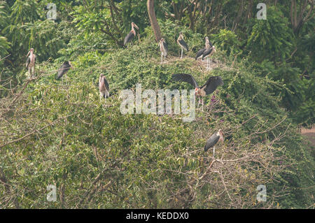 A colony of Marabou storks roosting in a tree above a busy street in Kampala, Uganda. Stock Photo