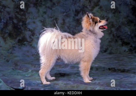 Pomeranian dog standing profile portrait  Side view profile ©Myrleen Pearson Stock Photo