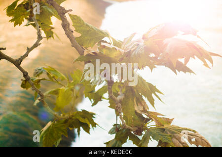 -Selective focus- Blurred branches and leaves in the foreground and a waterfall in the background. Autumn season in Rome, Italy. Stock Photo