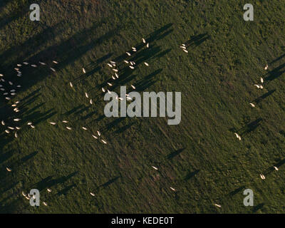 Aerial view of sheep grazing on a green field in Italy. Stock Photo