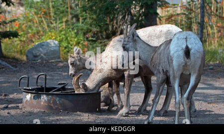 Bighorn Sheep family at campground in Two Medicines Lake region in Glacier National Park in Montana United States Stock Photo