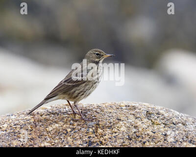 European rock pipit, Anthus petrosus, single bird on rock, Cornwall, October 2017 Stock Photo