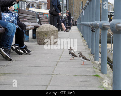 Turnstone, Arenaria interpres, three birds with people in harbour St Ives,  Cornwall, October 2017 Stock Photo