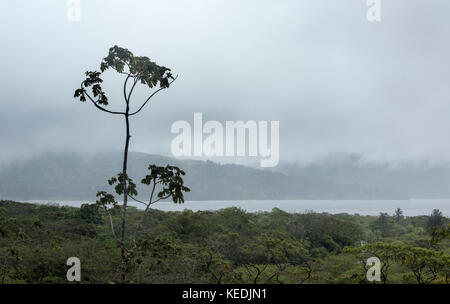 Single tree on the slops of Arenal volcano with Lake Arenal in the background Stock Photo
