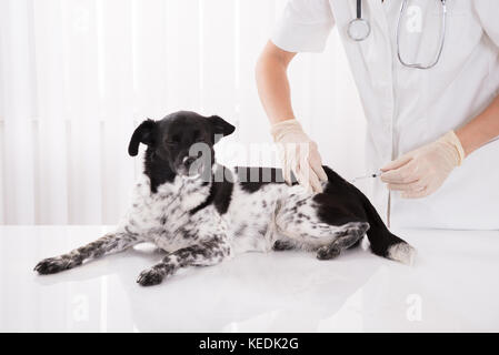 Vet Giving An Injection To Dog Lying On Desk In Hospital Stock Photo