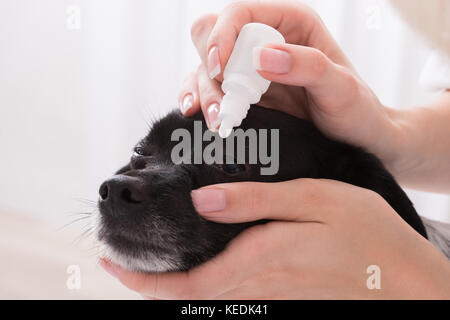 Close-up Of A Vet Applying Eye Drop In Dog's Eye Stock Photo