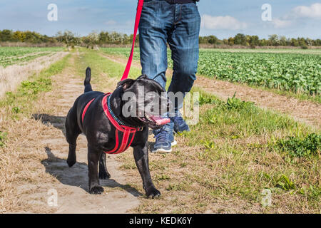 man with jeans and trainers walking a staffordshire bull terrier dog on a leash, a red lead with a red harness. they are in a field in the countryside Stock Photo