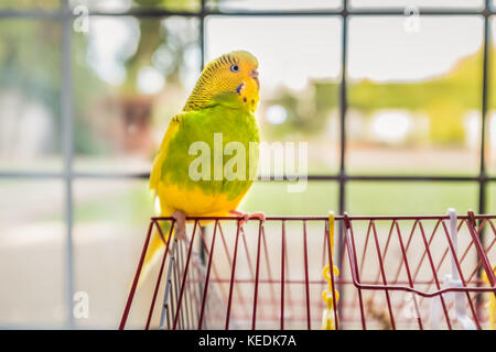 green and yellow parakeet budgerigar pet bird sitting on the top of her red cage with a back yard garden in soft focus behind a traditional lead lined Stock Photo