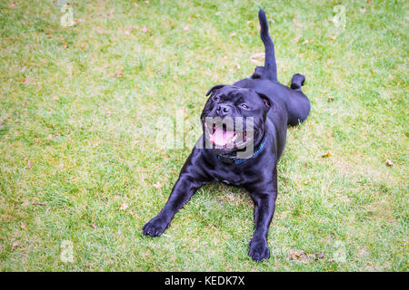 happy staffordshire bull terrier dog lying flat on grass with his head up smiling and very happy. he is very handsome with a glossy black coat Stock Photo
