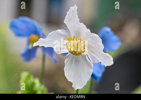 White blooming form of the Himalayan Poppy also called Tibetan Poppy in front of blue Poppy flowers (Meconopsis betonicifolia Alba, Meconopsis baileyi Stock Photo