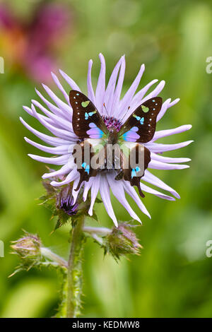 Green and purple spotted Swallowtail Butterfly (Graphium weiskei) on a blooming Purple Berkheya flower (Berkheya purpurea) Stock Photo