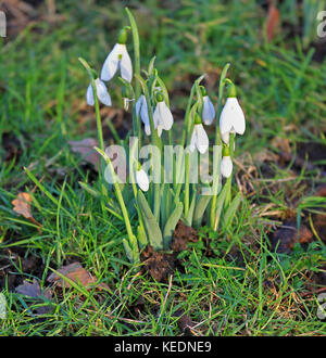 Snowdrop flower one of first signs of spring Stock Photo