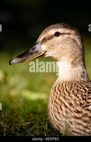 Female Mallard (Anas platyrhynchos) resting on grass. Penn Common. Penn. Buckinghamshire. England. Stock Photo