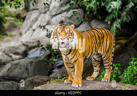 Sumatran tiger standing on the rock and facing the camera