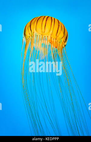 Chrysaora melanaster aka northern sea nettle. The species derives its name from the Greek words melas and aster,meaning 'black star' in reference to t