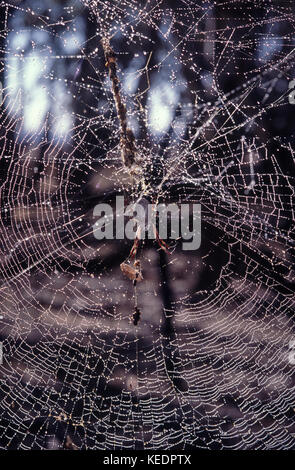 Golden orb weaving spider and her web Stock Photo