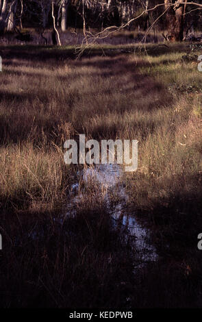 Marshy grass and trees Stock Photo