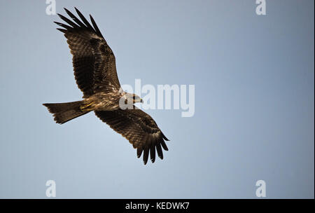 A black kite bird in flight looking for prey Stock Photo