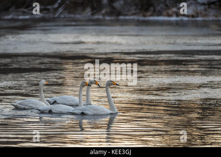 Four whooper swans, Cygnus cygnus, swimming in river in winter Stock Photo