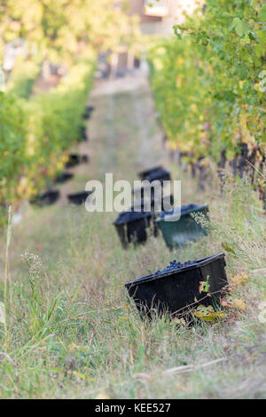 Red Grape harvest time in a beautiful winery in north italy Stock Photo