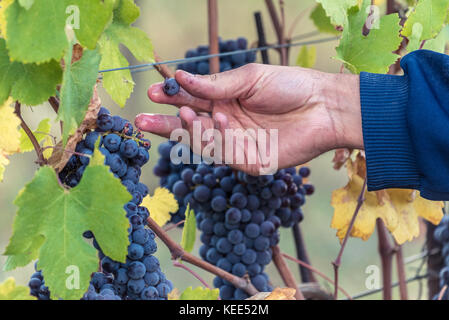 Red Grape harvest time in a beautiful winery in north italy Stock Photo