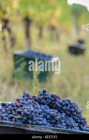 Red Grape harvest time in a beautiful winery in north italy Stock Photo