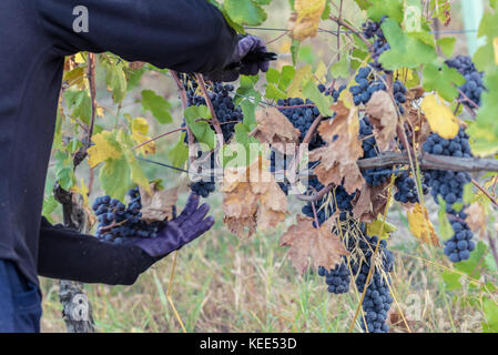 Red Grape harvest time in a beautiful winery in north italy Stock Photo