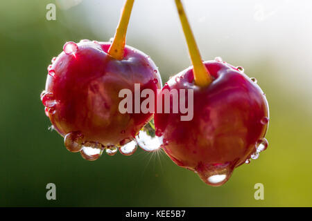 Closeup of two red cherries with drops of water on natural background. Sunstar in waterdrop. Selective focus. Shallow depth of field. Front view. Stock Photo