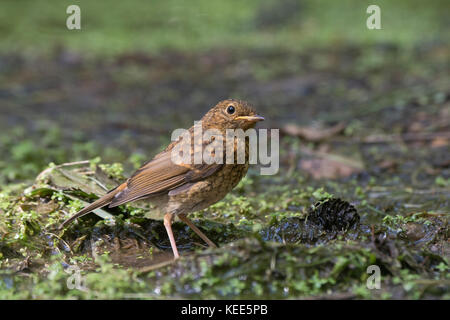 European Robin Erithacus rubecula juvenile recently fledged Norfolk August Stock Photo