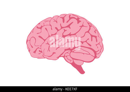 Human Brain illustration isolated on white background Top view Stock ...