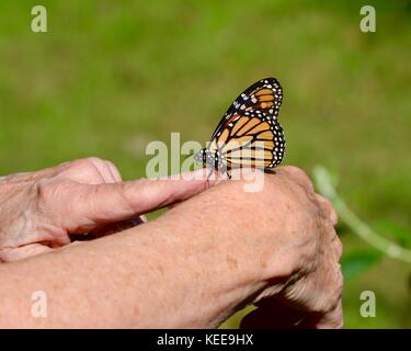 Monarch butterfly on a finger Stock Photo