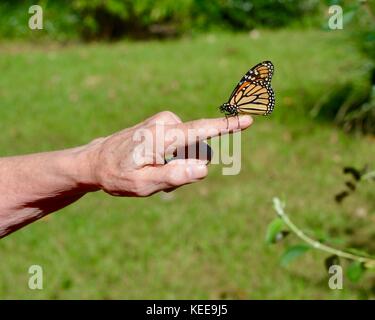 Monarch butterfly on a finger Stock Photo