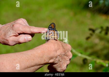 Monarch butterfly on a finger Stock Photo