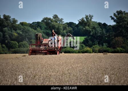 Old Massey Harris combine harvester at work on English farm Stock Photo