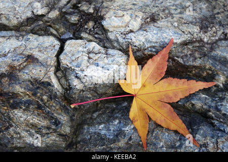 Yellow maple leaves on the stone as background Stock Photo