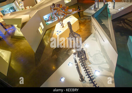 HOUSTON, USA - JANUARY 12, 2017: Top view of bones fossils insise the museum of Natural Sciences in Houston Museum Stock Photo