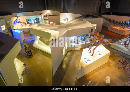 HOUSTON, USA - JANUARY 12, 2017: Top view of bones fossils insise the museum of Natural Sciences in Houston Museum Stock Photo