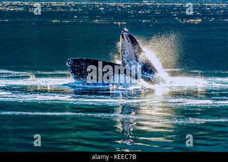 Humpback Whale feeding off the coast of Alaska